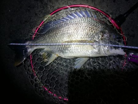 南港カモメ大橋釣行(頭42.5cmキビレチヌ他釣果有り