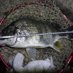 南港フェリーヘチ釣行(良型キビレチヌ(40cm,39cm)ガシラ2匹釣果)