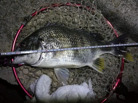 南港フェリーヘチ釣行(良型キビレチヌ(40cm,39cm)ガシラ2匹釣果)