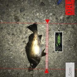 家族サービス後の夜釣り