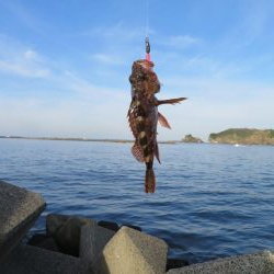 狙いのメバルはもう一つ