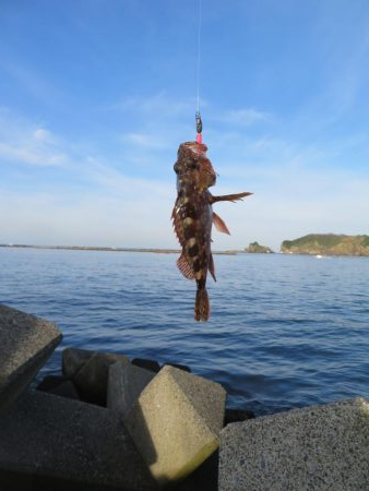 狙いのメバルはもう一つ