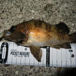 シーバス＆メバル