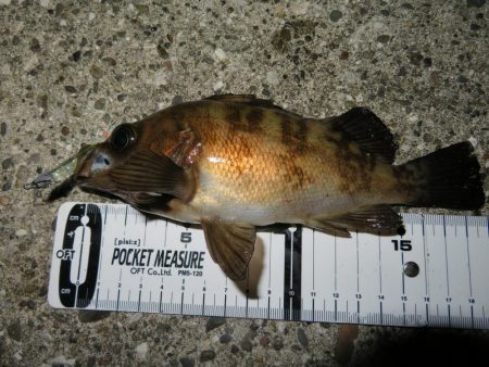 シーバス＆メバル