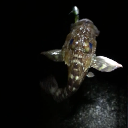 南風爆風メバリング!