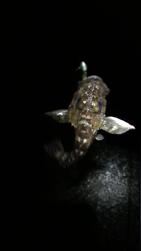 南風爆風メバリング!