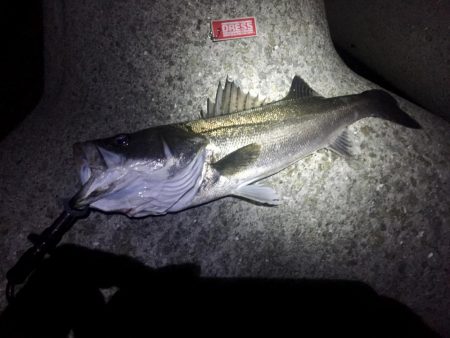 淀川シーバス調査