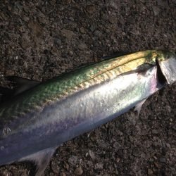 久々サゴちゃん