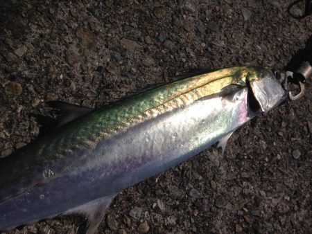 久々サゴちゃん