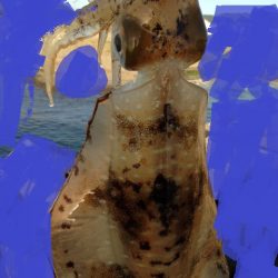 人、人・ボラ、ボラ　泉南2018開幕かな