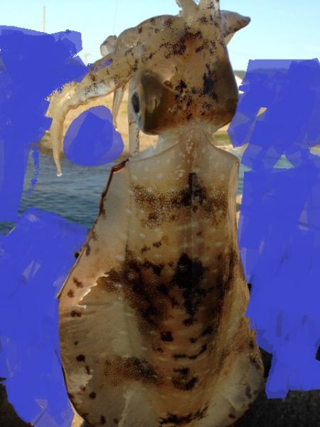 人、人・ボラ、ボラ　泉南2018開幕かな