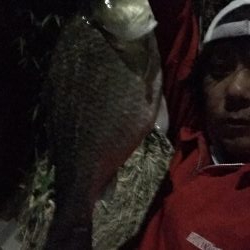 昼間は等々力緑地の管理釣り場で夜は多摩川のガス橋下で☆