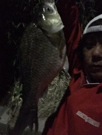 昼間は等々力緑地の管理釣り場で夜は多摩川のガス橋下で☆