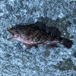 メバル・サッパ