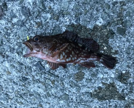 メバル・サッパ