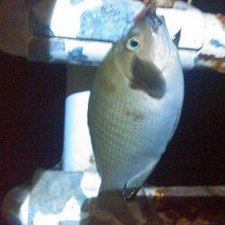 弁天島　エサ釣り