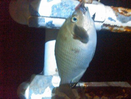 弁天島　エサ釣り