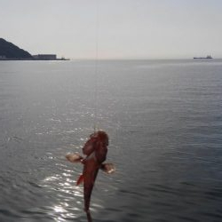 タチウオは失敗