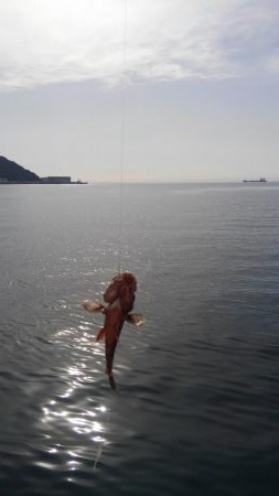 タチウオは失敗