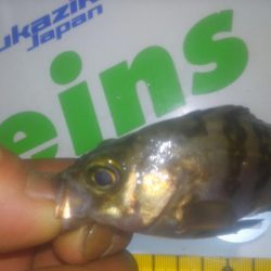 チビメバリング