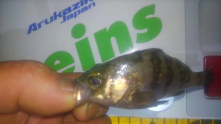 チビメバリング