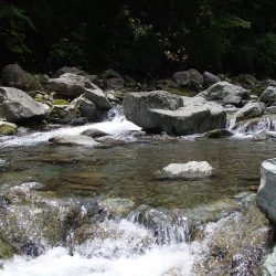 ぶどう虫でアマゴ