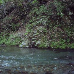 渓流ミノーイング