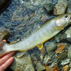 渓流ミノーイング