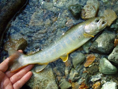 渓流ミノーイング
