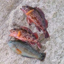 ファミリーフィッシング&グレ狙い