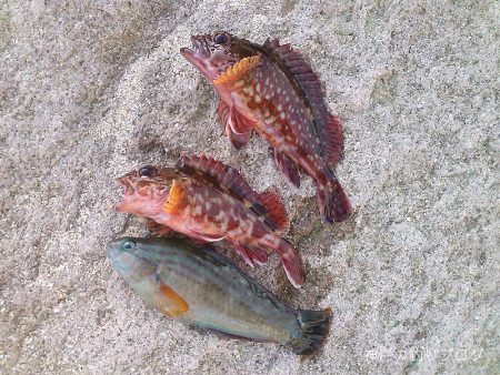 ファミリーフィッシング＆グレ狙い