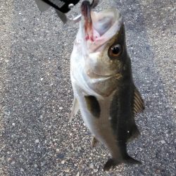 シーバスいい感じ