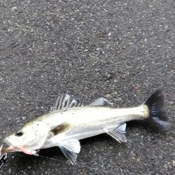 シーバスいました。