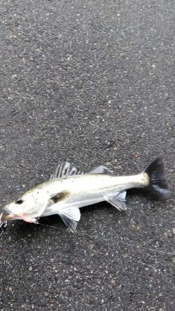 シーバスいました。