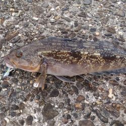 メタルマルでアイナメ