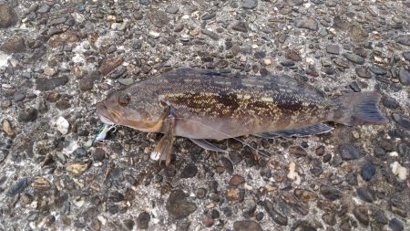 メタルマルでアイナメ