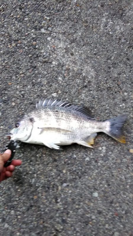 シーバスとキビレ