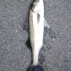 近所朝練でシーバス