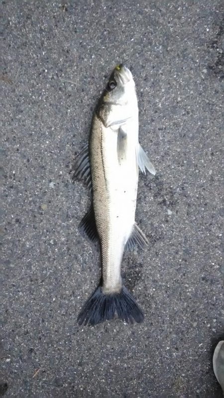 近所朝練でシーバス