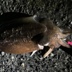 石津浜　アオリイカ釣果　湾内でもアオリイカ、コウイカ