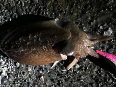 石津浜　アオリイカ釣果　湾内でもアオリイカ、コウイカ