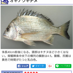 オキナワキチヌだと思います。