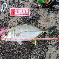 ５日ぶりに釣れました。オニヒラアジ