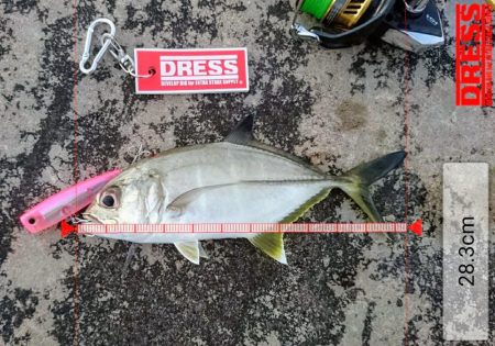 ５日ぶりに釣れました。オニヒラアジ