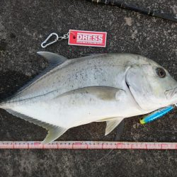 ロウニンアジ久しぶりにデカいです。