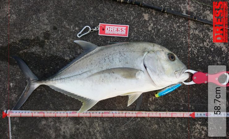 ロウニンアジ久しぶりにデカいです。