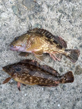 アブラメ新子＆根魚