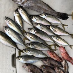 第二辰丸 釣果