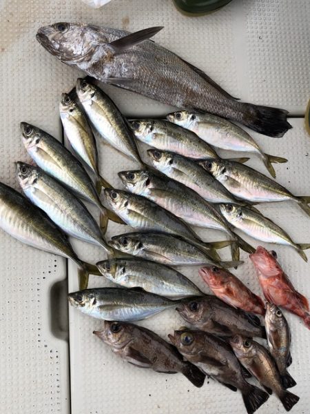 第二辰丸 釣果