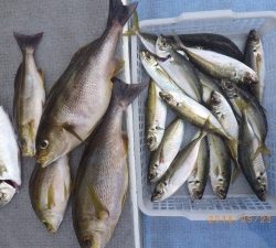 石川丸 釣果